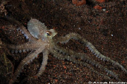 A juvenile mimic octopus. Picture taken during a nightdiv... by Anouk Houben 